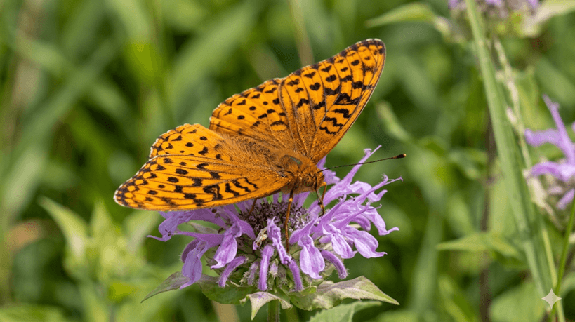 Aphrodite Fritillary